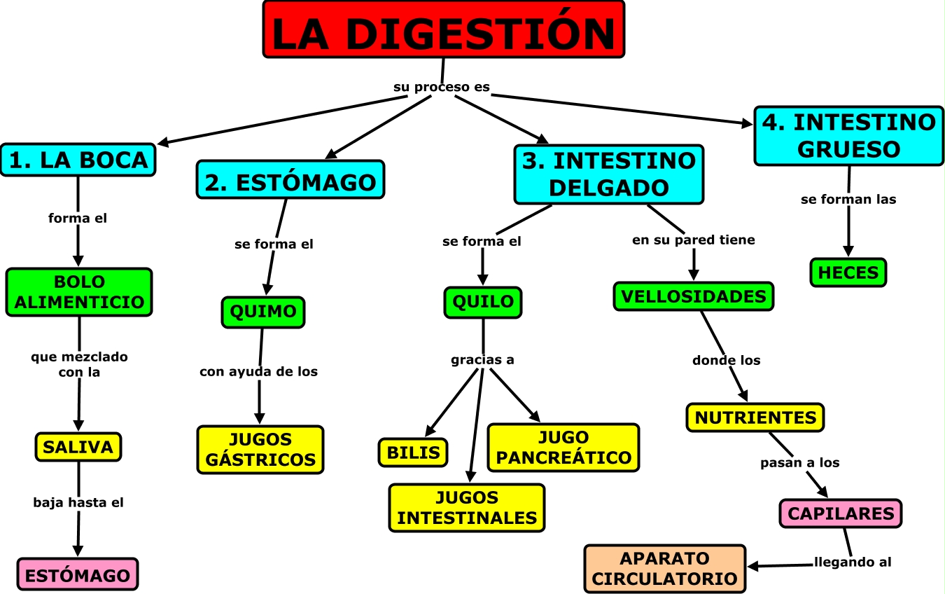 PROCESO DIGESTIÓN